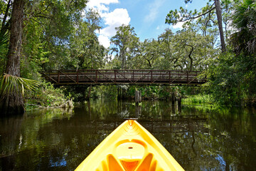 Exploring Shingle Creek on a kayak Eco Tour through a beautiful cypress forest in Kissimmee just south of Orlando, Florida
 - obrazy, fototapety, plakaty