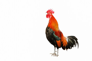 Rooster bantam crows isolate on white background.