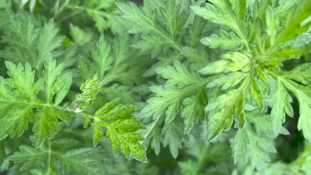 Panning Mugwort green leaves on a natural background. Closeup video of top leaves mugwort 