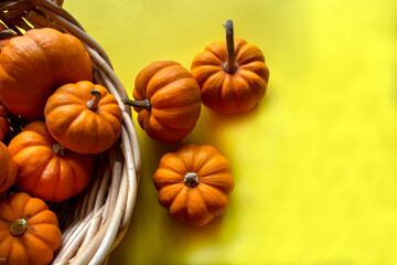 Lots of mini pumpkins in basket on bright yellow background . Autumn decor. Space for text 