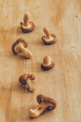 キノコ　mushroom