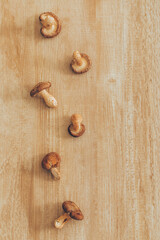 キノコ　mushroom