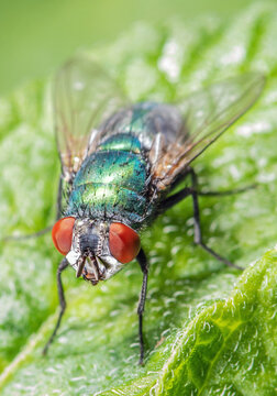 Eine Fliege mit großen roten Augen sitzt auf einem grünen Blatt