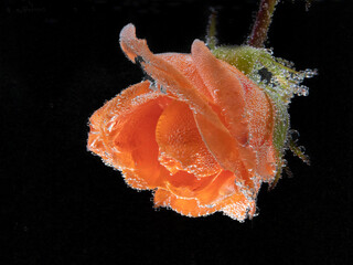 One light orange pink rose flower with droplets on black background close up, macro shot for mother's day greeting card or book cover design, art interior decor