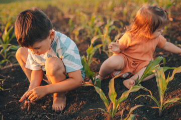 Two little caucasian kids playing with soil in the green cornfield. Summer vacation fun. Family,...