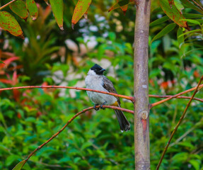 Bird on the tree trunk.
