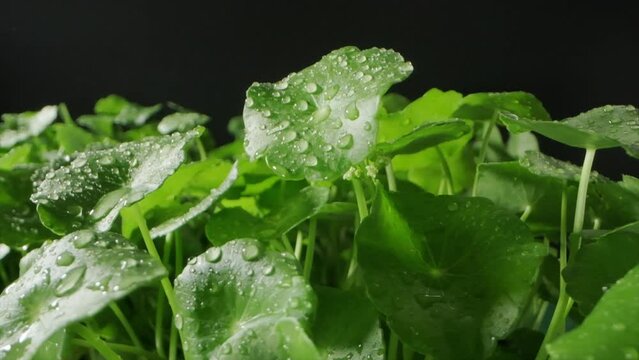 Video Slow Motion Shot of Droplet Falling on fresh  Gotu kola (Centella Asiatica) leaves Green. Isolated Gotu kola on black background. 