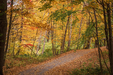 Path and bridge through a grove of birch trees in Fall