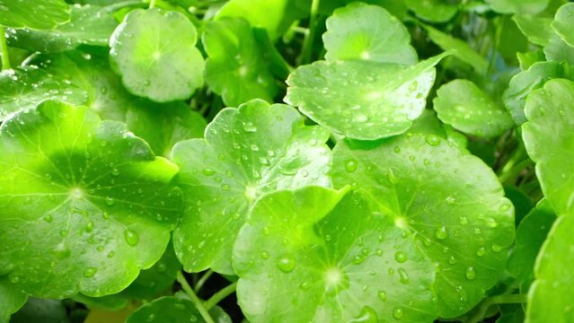 Close-up panning shot Gotu kola (Centella Asiatica) leaves isolated on Natural background. Top view video 4k, Slow