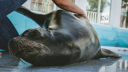Veterinarian training of South American sea lion in zoo