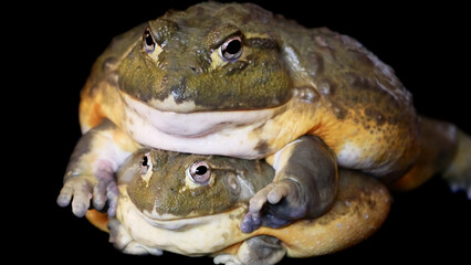 Couple of African bullfrogs on black background