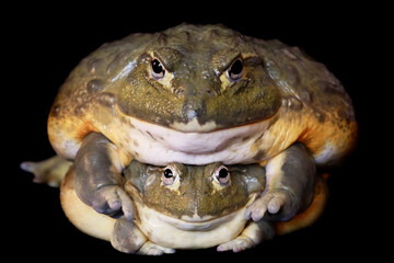 Couple of African bullfrogs on black background