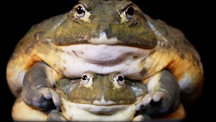 Couple of African bullfrogs on black background