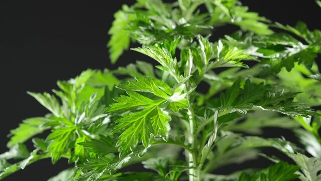 Rotating Shot mugwort (Artemisia vulgaris) green leaves isolated in black background. 