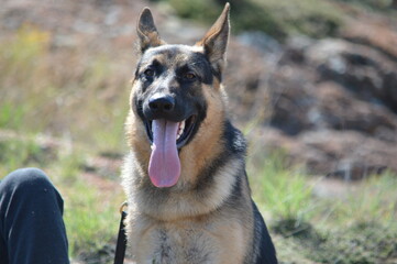 Dogs looking into camera. Dog looking away from camera. 