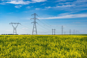 Tall transmission towers in a row on the Canadian prairies with yellow mustard seed fields in Rocky View County Alberta Canada