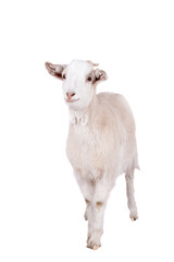 Beautiful white goat isolated on white background
