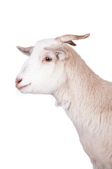 Beautiful white goat isolated on white background