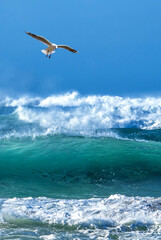 Seagull flying over a blue shore