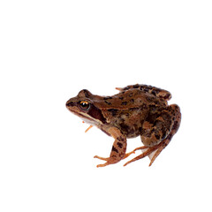 Fototapeta premium Common brown frog sitting on white background