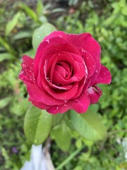 pink rose flower in nature garden