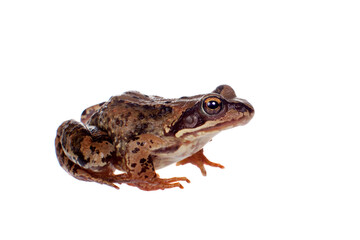 Common brown frog sitting on white background