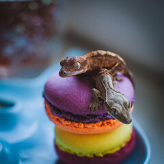 New Caledonian crested gecko on macaroon desserts