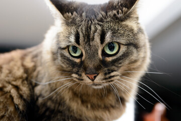 portrait of a cat with green eyes