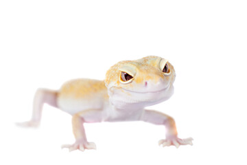 Cute Leopard Gecko on a white background