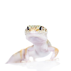Cute Leopard Gecko on a white background