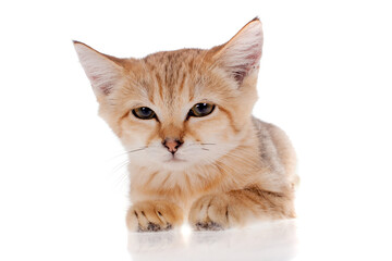 The Sand dune cat isolated on white