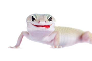 Leopard Gecko with licking itself on a white background