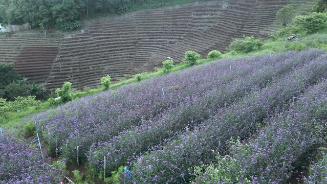 Forward aerial of purple verbena flower field on hillside in Thailand