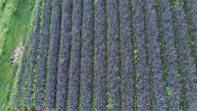 Wide overhead aerial of rows of purple verbena flowers in Thailand