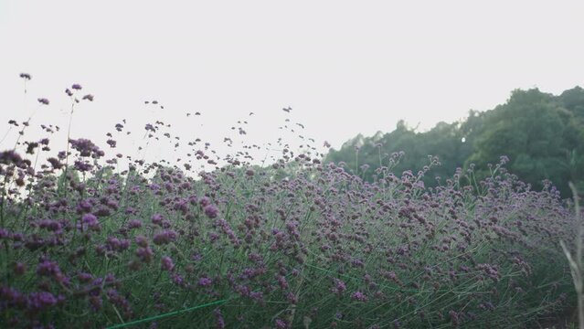 Slow close pan of plant with purple flowers on field by forest