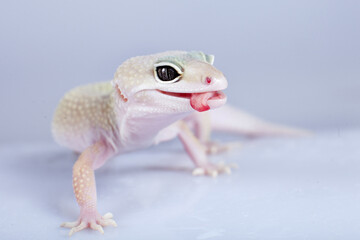Leopard Gecko with licking itself on a white background
