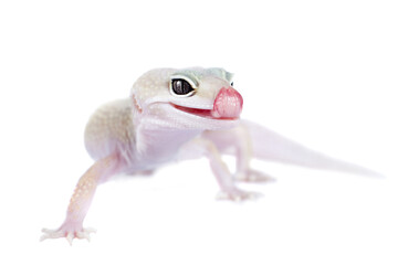 Leopard Gecko with licking itself on a white background