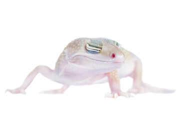 Cute Leopard Gecko on a white background