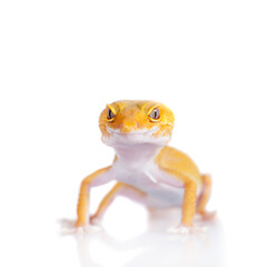 Cute Leopard Gecko on a white background