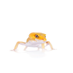 Cute Leopard Gecko on a white background