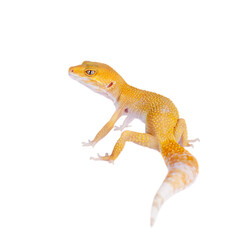 Cute Leopard Gecko on a white background