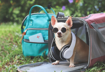  Chihuahua dog wearing sunglasses and headphones around neck, sitting in front of pink fabric...