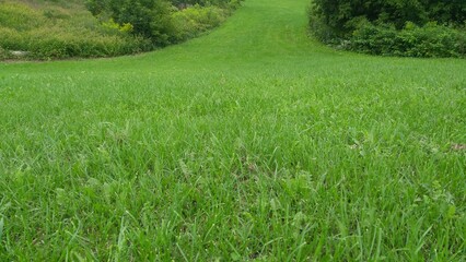 Obraz premium green grass field