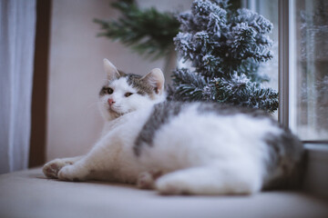 Pretty gray cat, holidays, christmas, new year