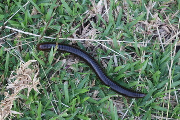 lizard on the grass