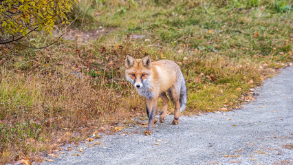 The red fox Vulpes vulpes walks along a path in the forest.