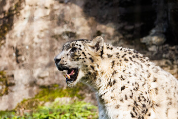 絶滅危惧種のユキヒョウ