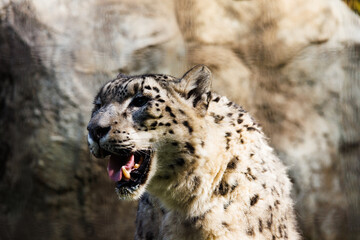 絶滅危惧種のユキヒョウ