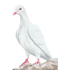 white dove isolated 