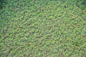 Texture of Duckweed, Mosquito fern